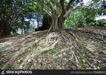 Root of big tree in the garden. Big tree root