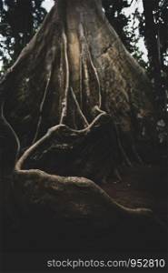root of big tree, low key style, vintage filter image