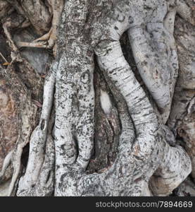 root of the tree ages. Root coil overlap it. Very old trees