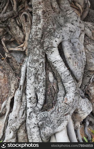 root of the tree ages. Root coil overlap it. Very old trees