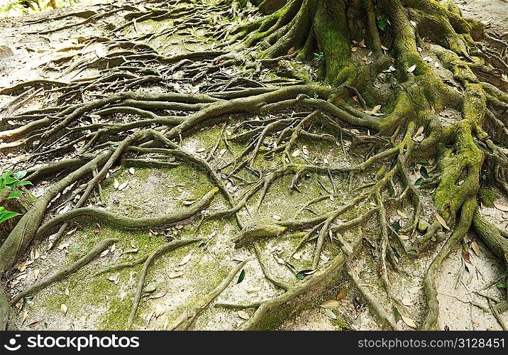 Root of the tree and moss