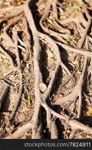 root of the tree is rooted at the age would be spread out along the ground.