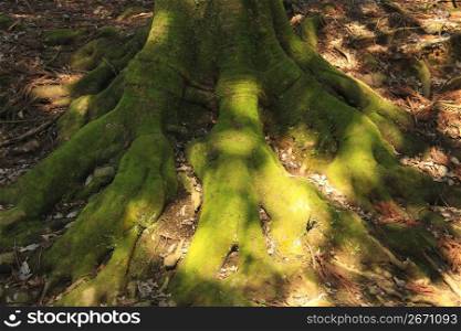 Root of tree
