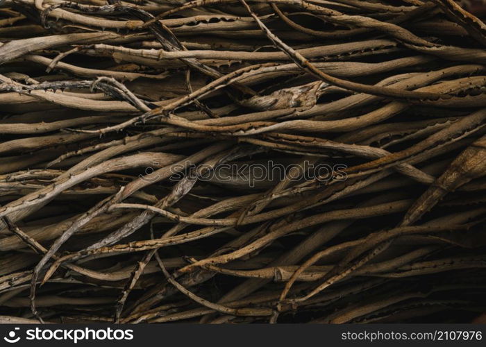 roots aloe vera plant