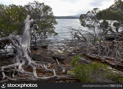 Roots and trees at the Mallacoota Inlet, Gippsland, Australia