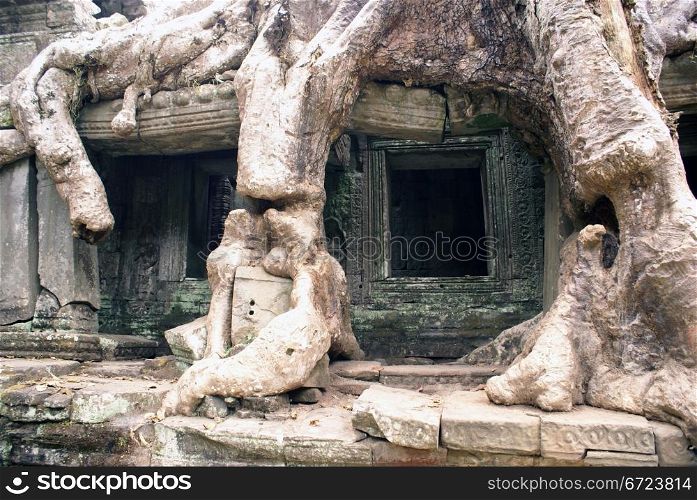 Roots and wall of temple, Angkor, Cambodia