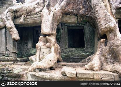 Roots and wall of temple, Angkor, Cambodia