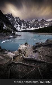 Roots growing out on the rock pile overlooking Moraine Lake on a moody early June morning.