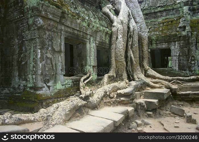 Roots growing over a temple, Angkor Wat, Siem Reap, Cambodia