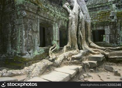 Roots growing over a temple, Angkor Wat, Siem Reap, Cambodia
