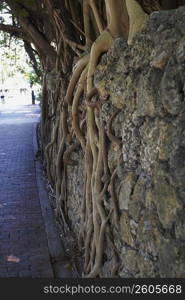 Roots growing through rocks