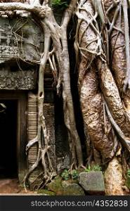 Roots of a banyan tree near the door of a temple, Ta Prohm Temple, Angkor, Siem Reap, Cambodia