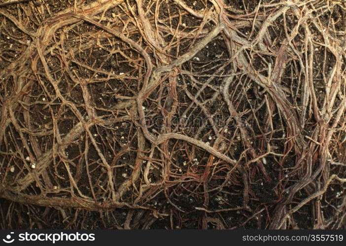 Roots of a flower closeup