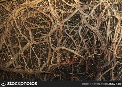 Roots of a flower closeup
