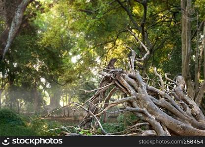 Roots of a tree and trunk in Asian tropical jungle. Asian tropical jungle