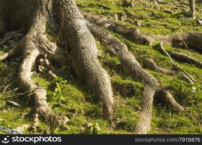 Roots of a tree exposed on grassy bank.