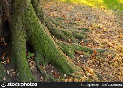 Roots of a tree trunk