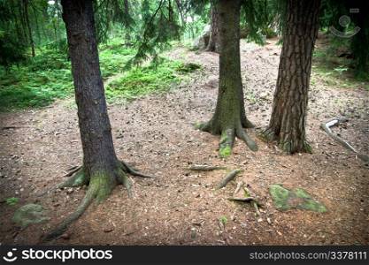 Roots of some trees in the woods, Sweden