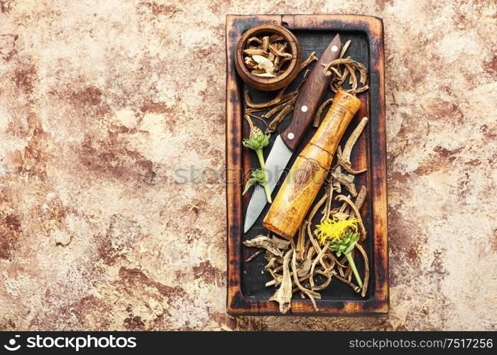 Roots of the healing plant elecampane inula.Inula helenium or horse-heal.Space for text. Medicinal plant elecampane or inula