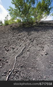 roots of tree in shallow volcanic soil