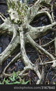 Roots of tree spreading out in wet ground iin Daintree Rainforest, Australia.