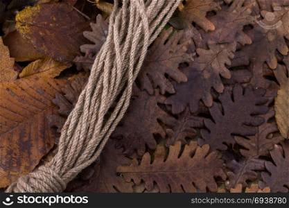 Rope and a dry leaf as an autumn background