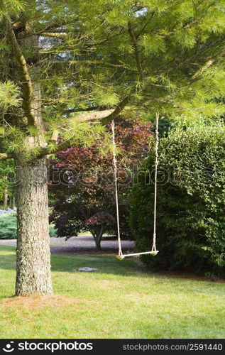 Rope swing hanging on a tree