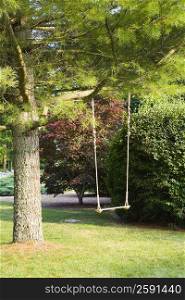 Rope swing hanging on a tree