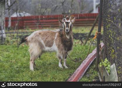roped goat farm