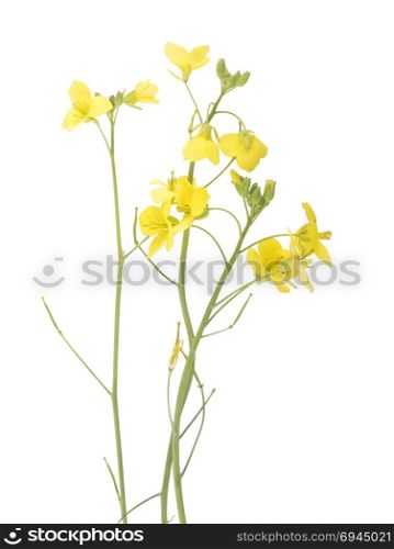 Roquette flower isolated on background