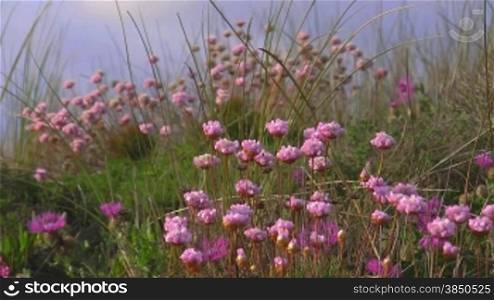 Rosa Blumen wehen zwischen hohem grnnen Gras im Wind; Knste der Algarve, Portugal.
