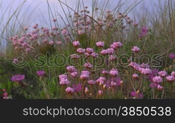 Rosa Blumen wehen zwischen hohem grnnen Gras im Wind; Knste der Algarve, Portugal.