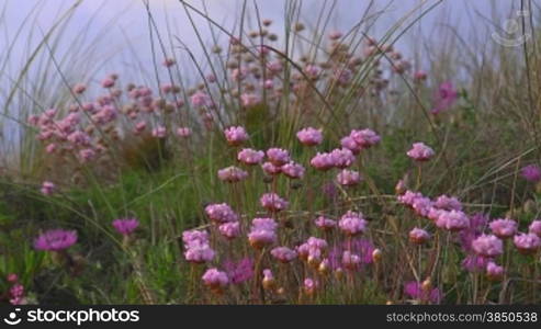 Rosa Blumen wehen zwischen hohem grnnen Gras im Wind; Knste der Algarve, Portugal.