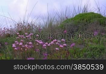 Rosa Blumen wehen zwischen hohem grnnen Gras im Wind vor grnnem Hngel; Knste der Algarve, Portugal.