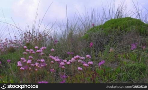 Rosa Blumen wehen zwischen hohem grnnen Gras im Wind vor grnnem Hngel; Knste der Algarve, Portugal.