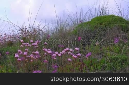 Rosa Blumen wehen zwischen hohem grunen Gras im Wind vor grunem Hugel; Kuste der Algarve, Portugal.
