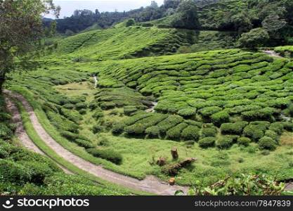 Rosd on the tea plantation in Cameron Highlands, Malaysia