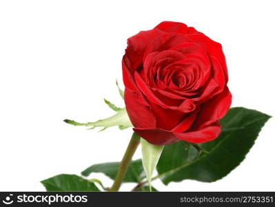 Rose. A blossoming branch of a rose with brightly red bud