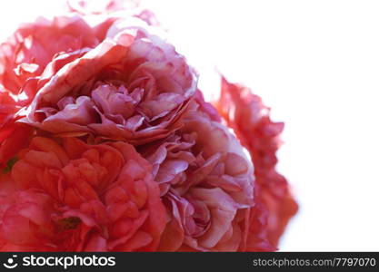 rose against the blue sky