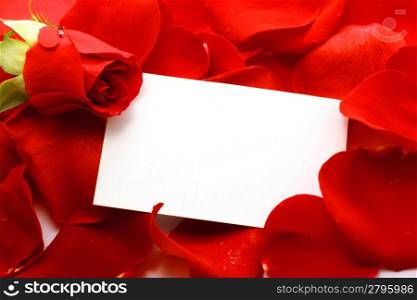 Rose and message on a petals. Background