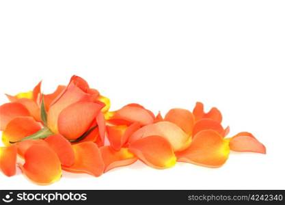 Rose and petals isolated on white