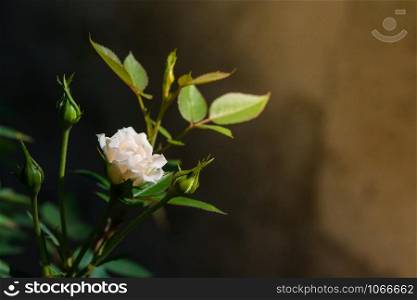 Rose and warm light in garden background , beautiful moments of love and happy life.