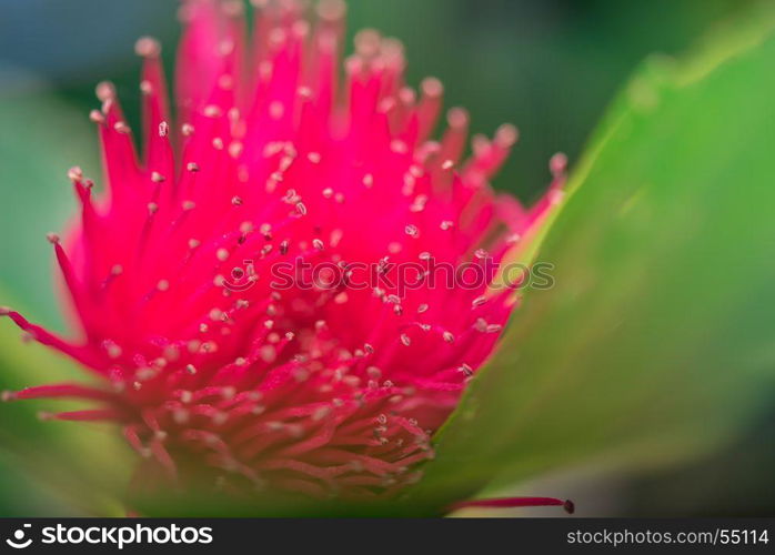 Rose apples flower on tree. (Syzygium malaccense)