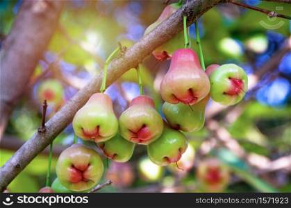 Rose apples or chomphu fruits hanging on tree with natural green blurred background and sunlight.