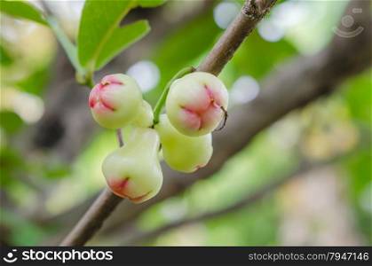 Rose apples . Rose apples or chomphu on tree in orchard
