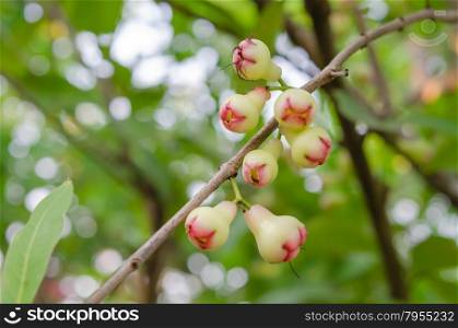 Rose apples . Rose apples or chomphu on tree in orchard