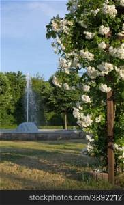 Rose arbor with white flowering roses and fountain
