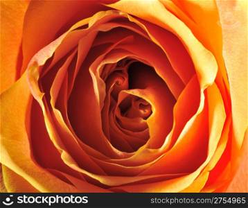 Rose background. The detailed image of a blossoming flower