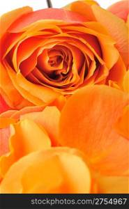 Rose background. The detailed image of a blossoming flower