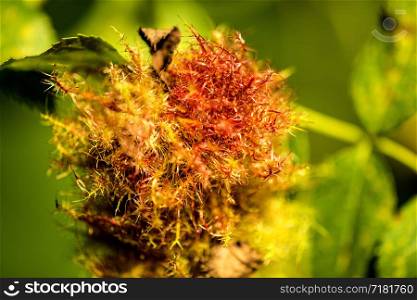 rose bedeguar gall, mature gall on a dog rose in summer in Germany